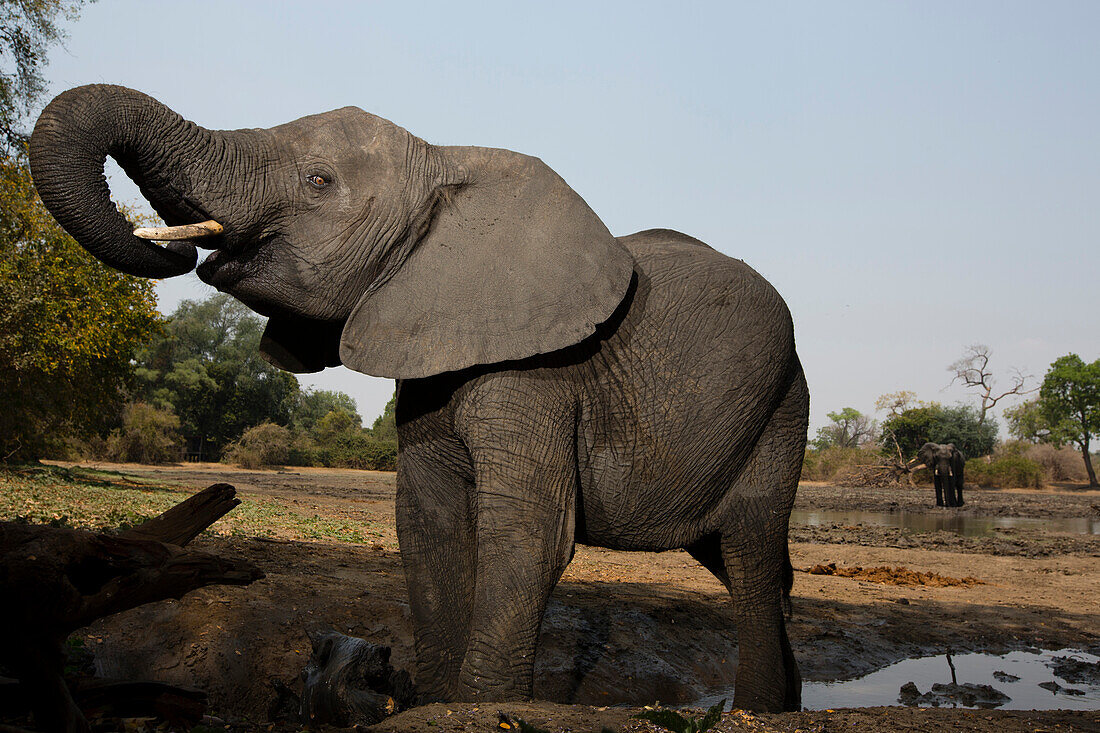 African Elephant (Loxodonta africana) drinking at waterhole, Mana Pools National Park, Zimbabwe