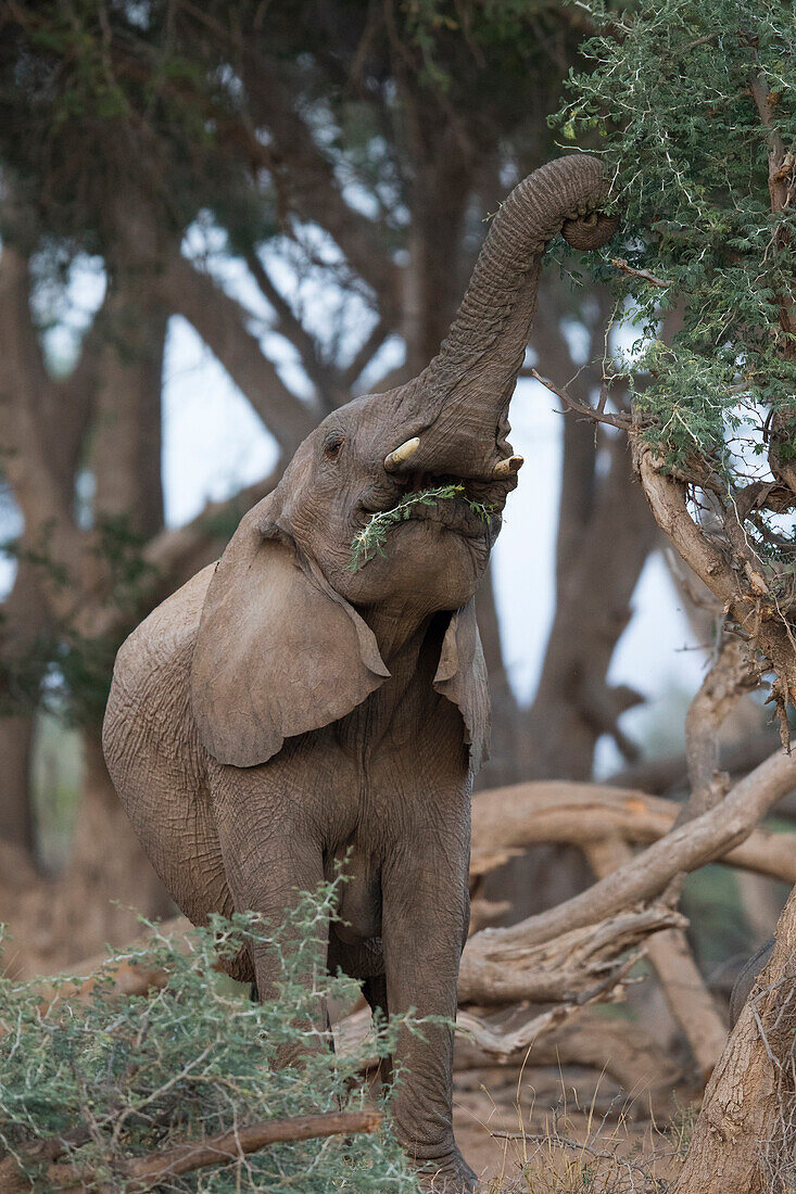 African Elephant (Loxodonta africana) browsing, Kaokoland, Namibia