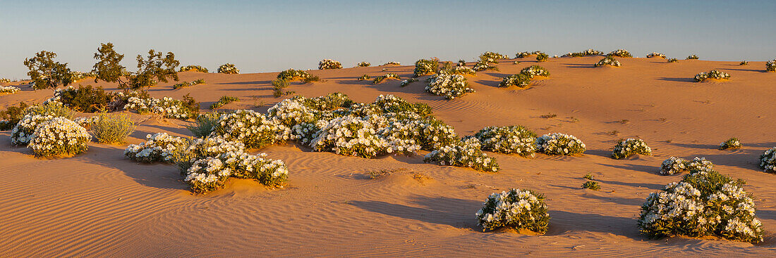 Dune Evening Primrose (Oenothera deltoides) in desert, Mojave Desert, California