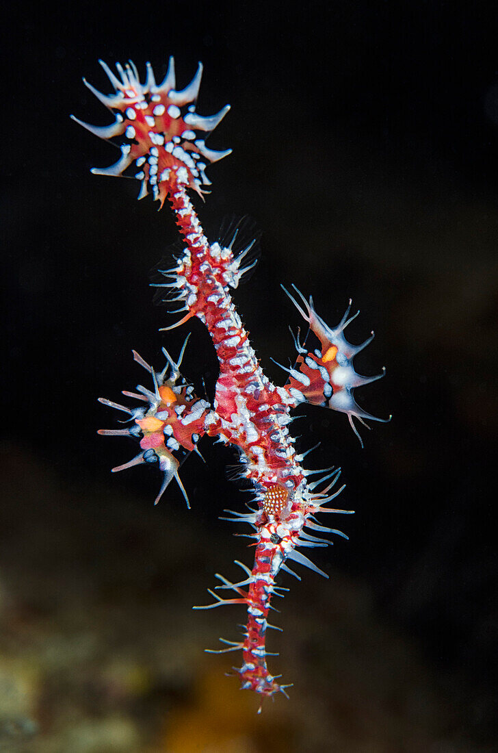 Harlequin Ghost Pipefish (Solenostomus paradoxus), Cenderawasih Bay, West Papua, Indonesia