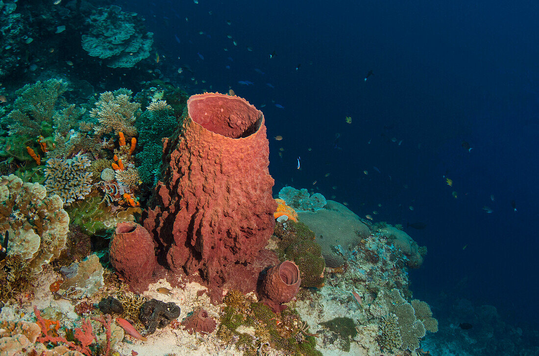 Sponge, Cenderawasih Bay, West Papua, Indonesia