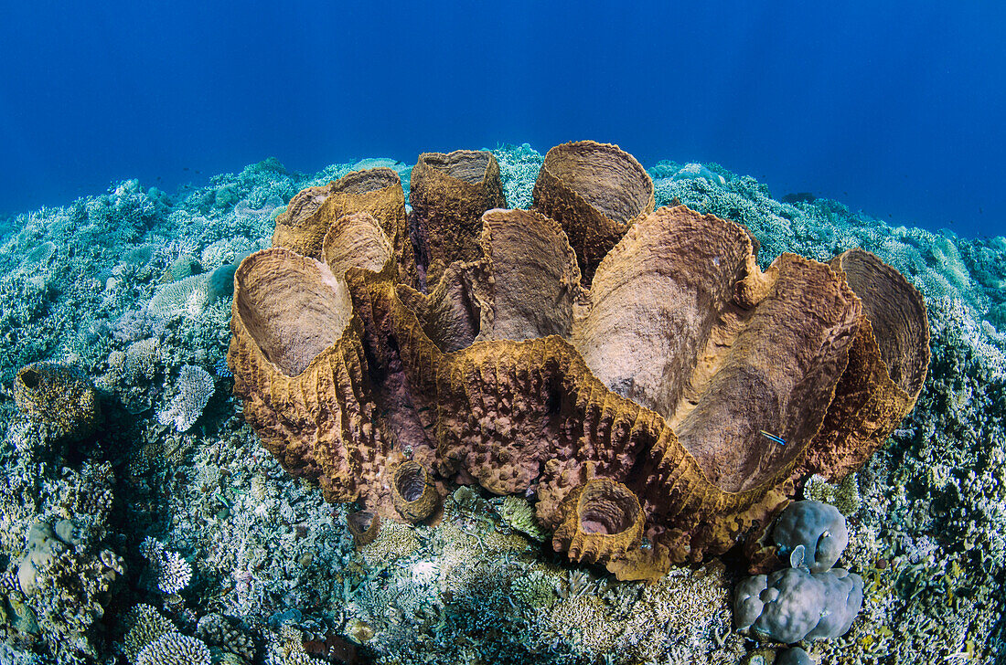 Sponge, Cenderawasih Bay, West Papua, Indonesia