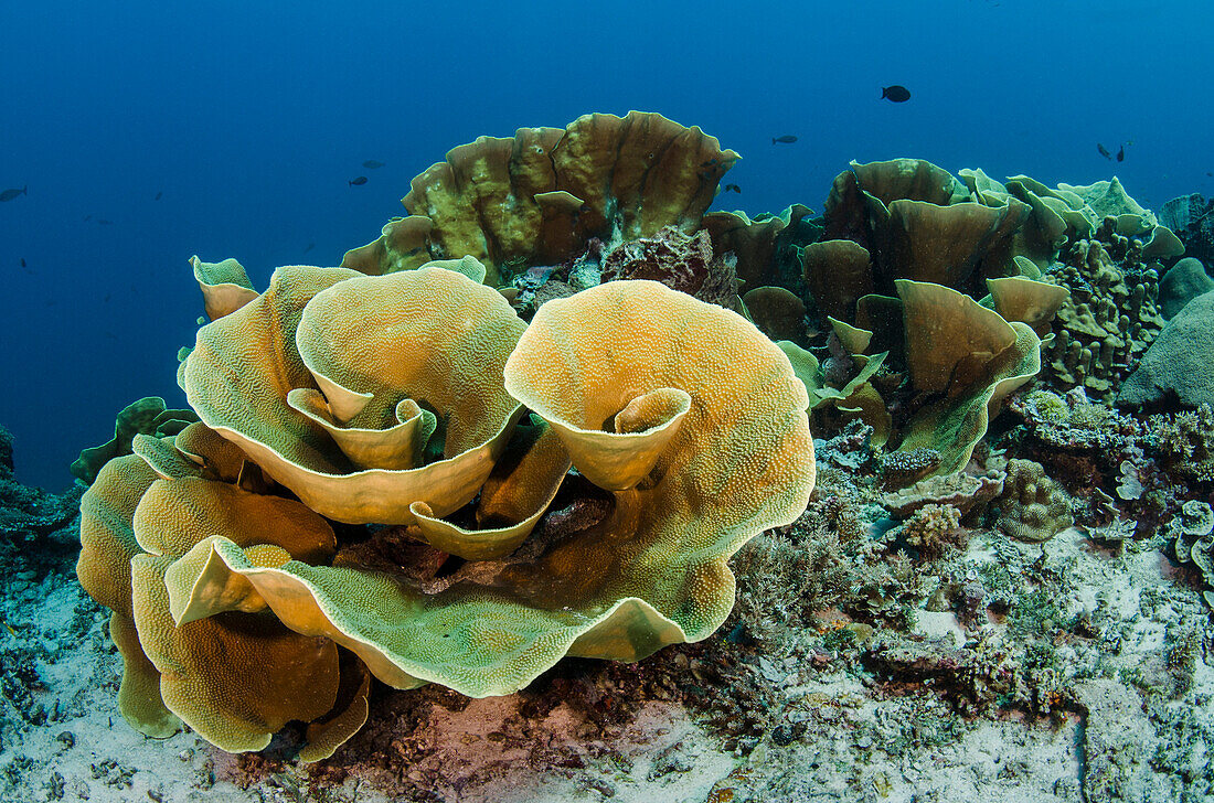 Stony Coral (Agaricia sp), Cenderawasih Bay, West Papua, Indonesia