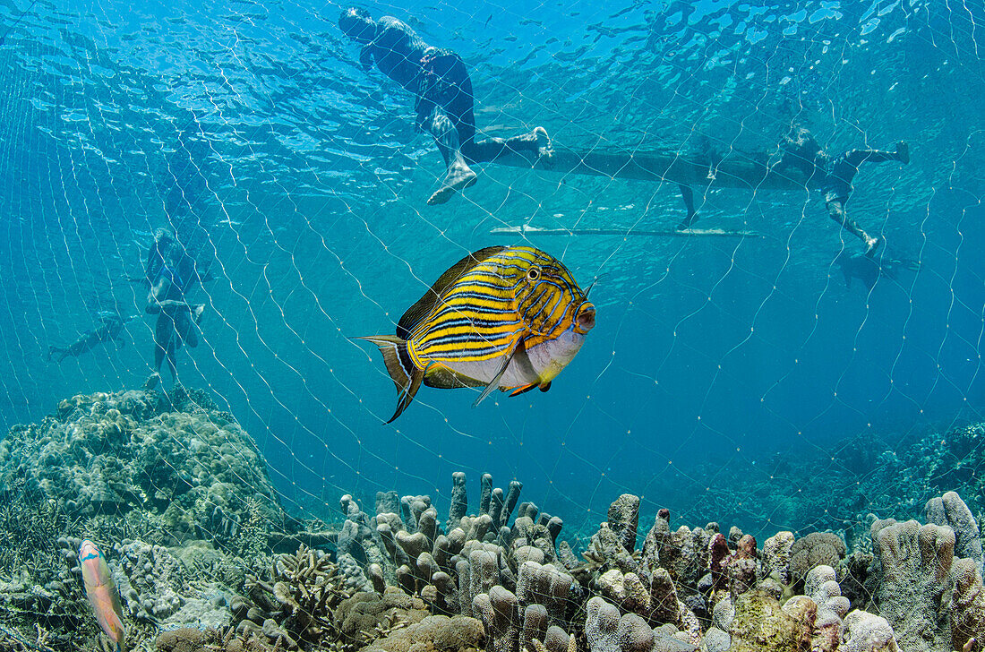 Striped Surgeonfish (Acanthurus lineatus) caught in net of fisherman, Half Island, Cenderawasih Bay, West Papua, Indonesia