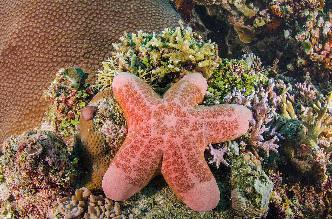 Granulated Sea Star (Choriaster granulatus), Cenderawasih Bay, West Papua, Indonesia