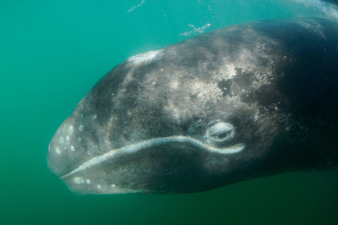 Gray Whale (Eschrichtius robustus) calf, San Ignacio Lagoon, Baja California, Mexico