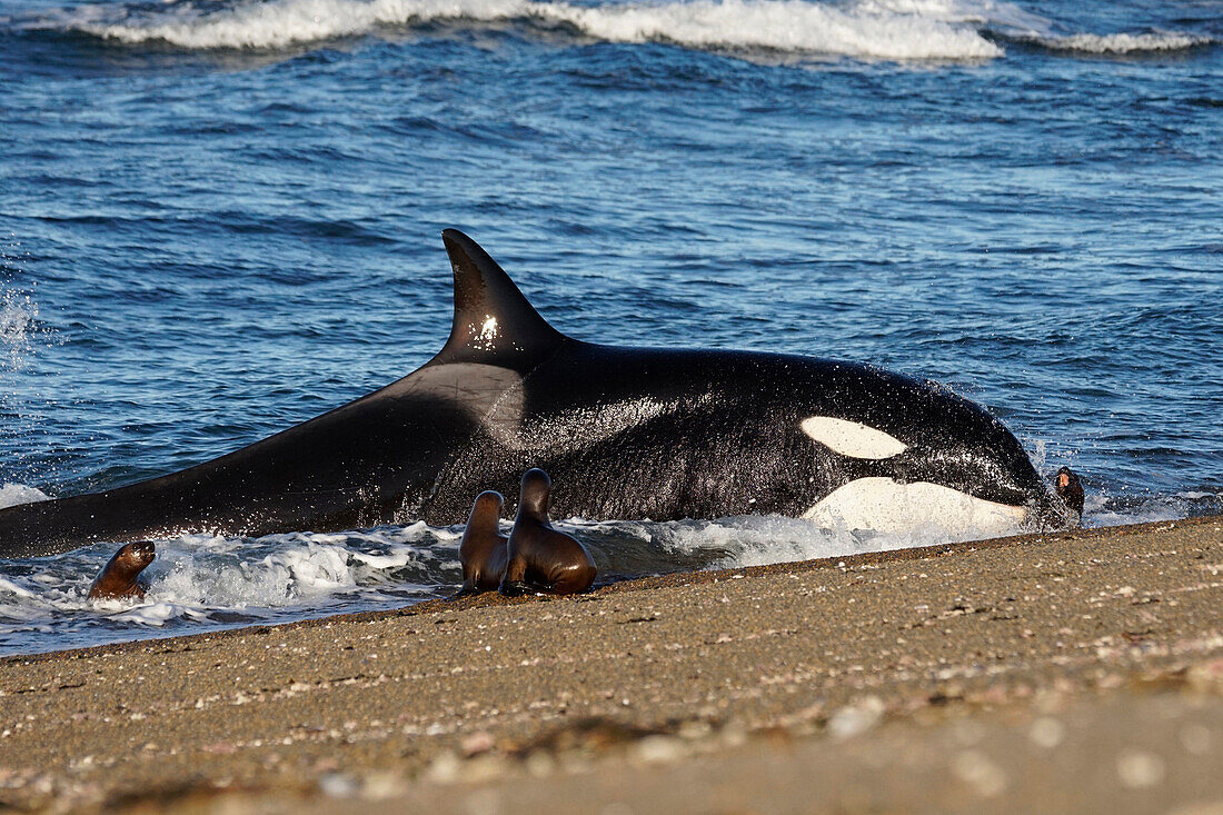 Orca (Orcinus orca) beaching itself to hunt South American Sea Lion (Otaria flavescens), Punta Norte, Peninsula Valdez, Argentina