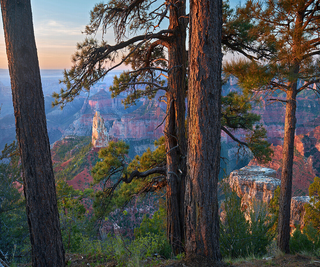 Coniferous trees and canyon cliffs, Mount Hayden, Point Imperial, Grand Canyon National Park, Arizona