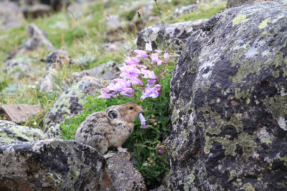 American Pika (Ochotona princeps) feeding on Shrubby Penstemon (Penstemon fruticosus) flowers, Glacier National Park, Montana