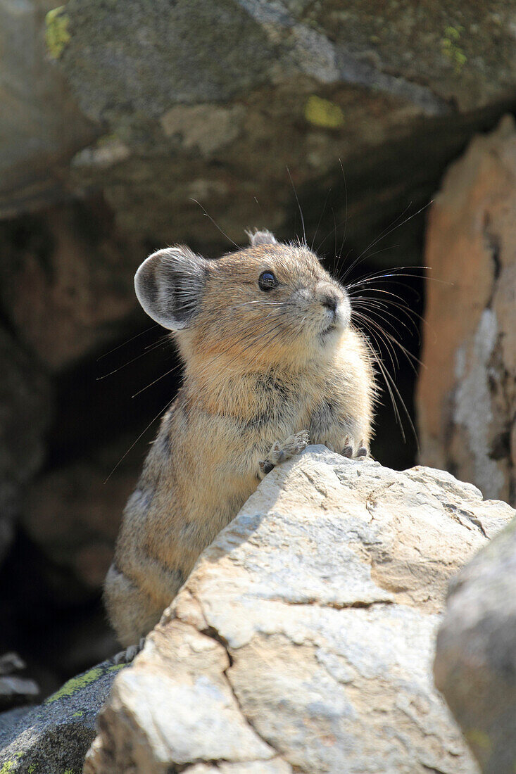 American Pika (Ochotona princeps), Glacier National Park, Montana