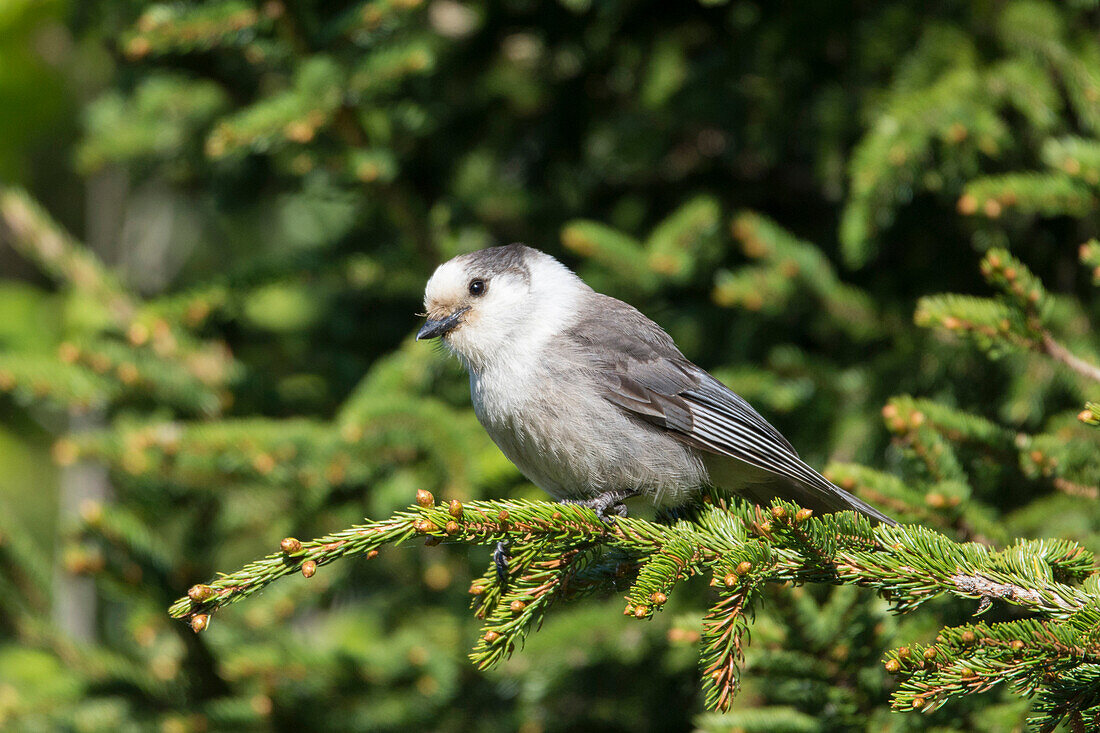 Canada Jay (Perisoreus canadensis), Maine