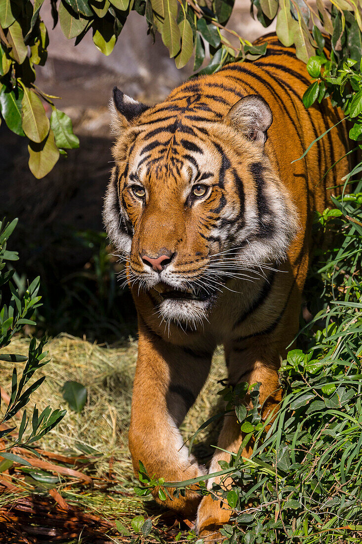 Sumatran Tiger (Panthera tigris sumatrae) male, San Diego Zoo Safari Park, California