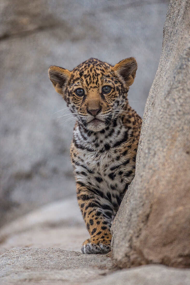 Jaguar (Panthera onca) cub, San Diego Zoo, California