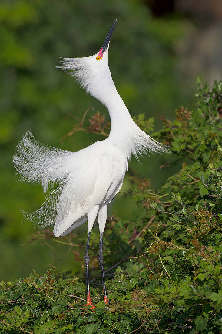 Snowy Egret (Egretta thula) in courtship display, Florida