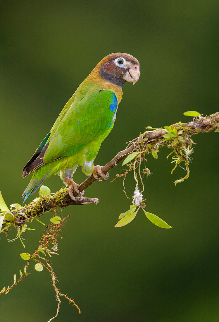 Brown-hooded Parrot (Pyrilia haematotis), Costa Rica