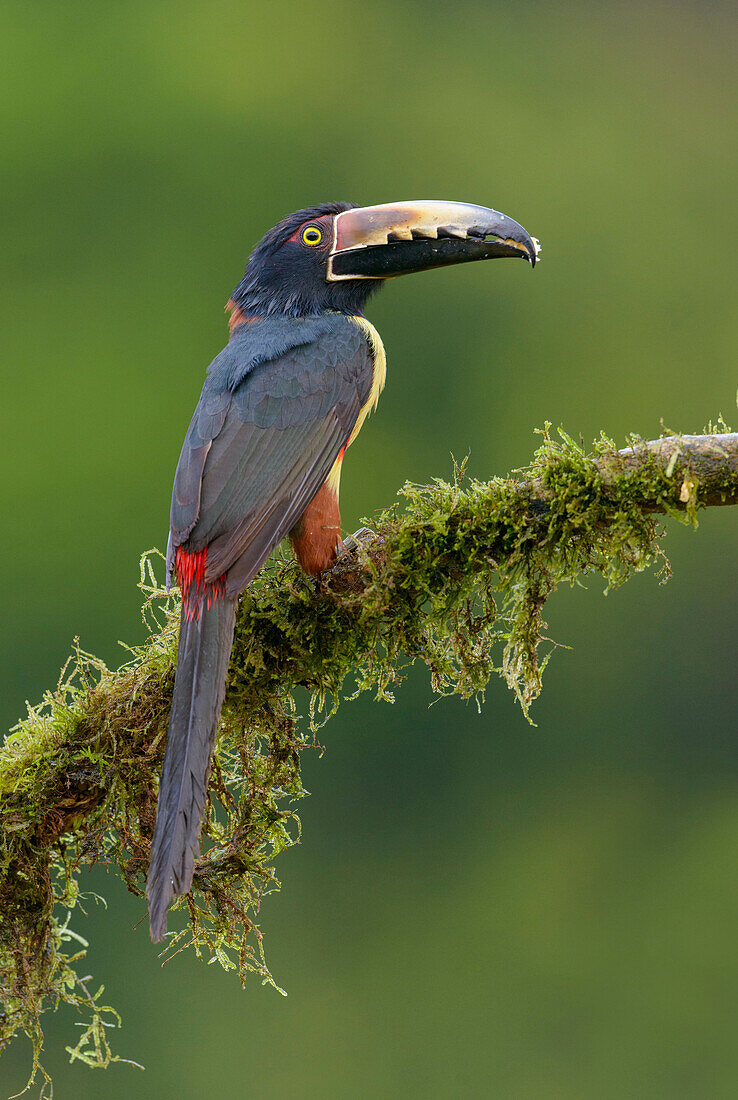 Collared Aracari (Pteroglossus torquatus), Costa Rica