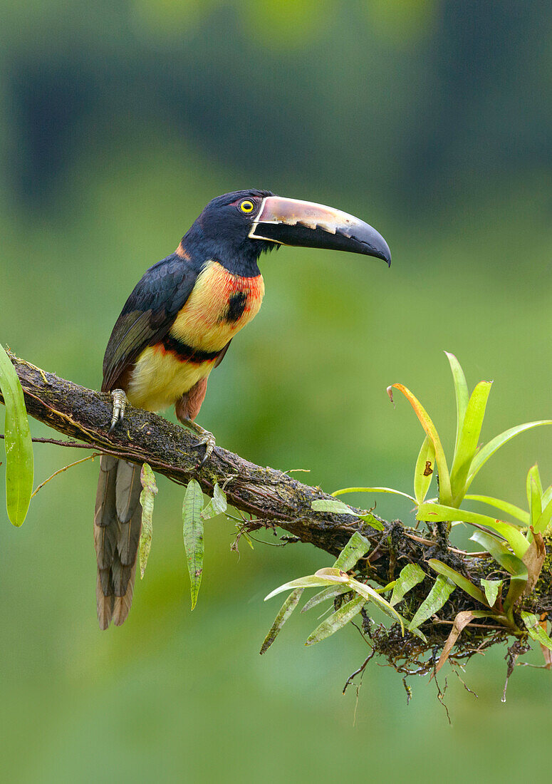 Collared Aracari (Pteroglossus torquatus), Costa Rica