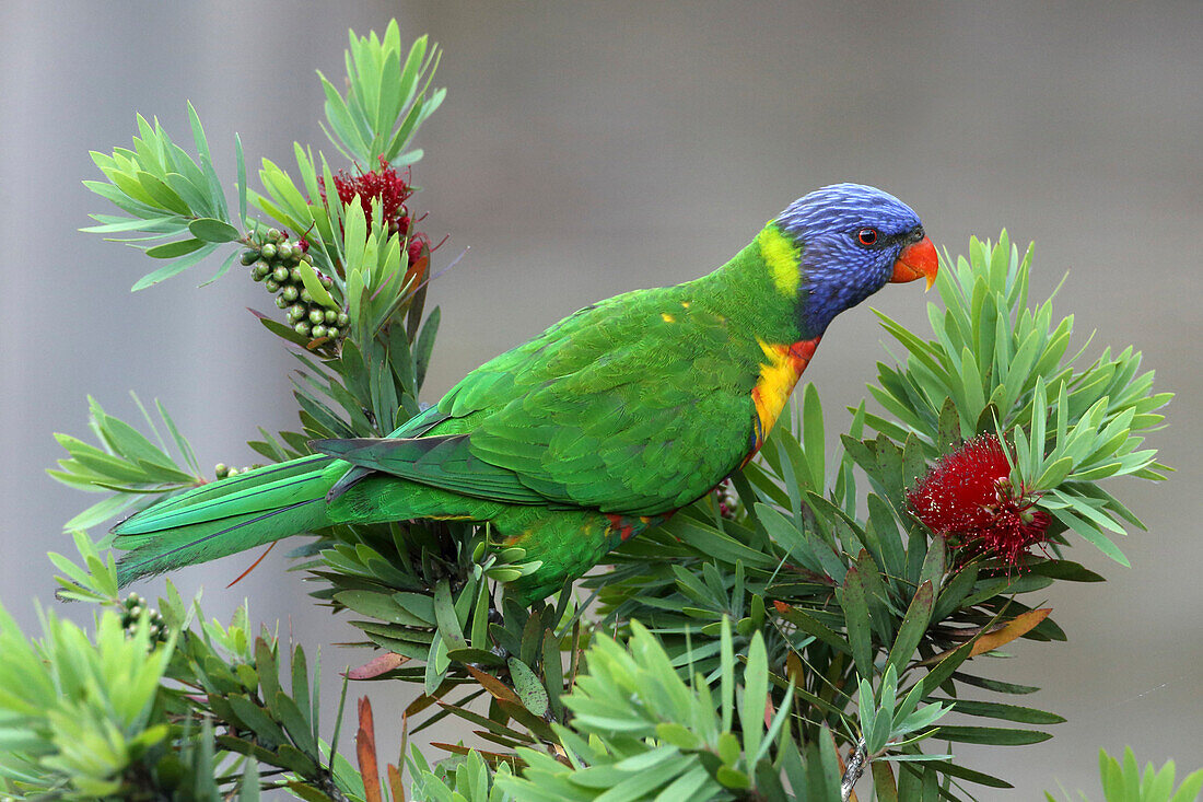 Rainbow Lorikeet (Trichoglossus haematodus), Australia