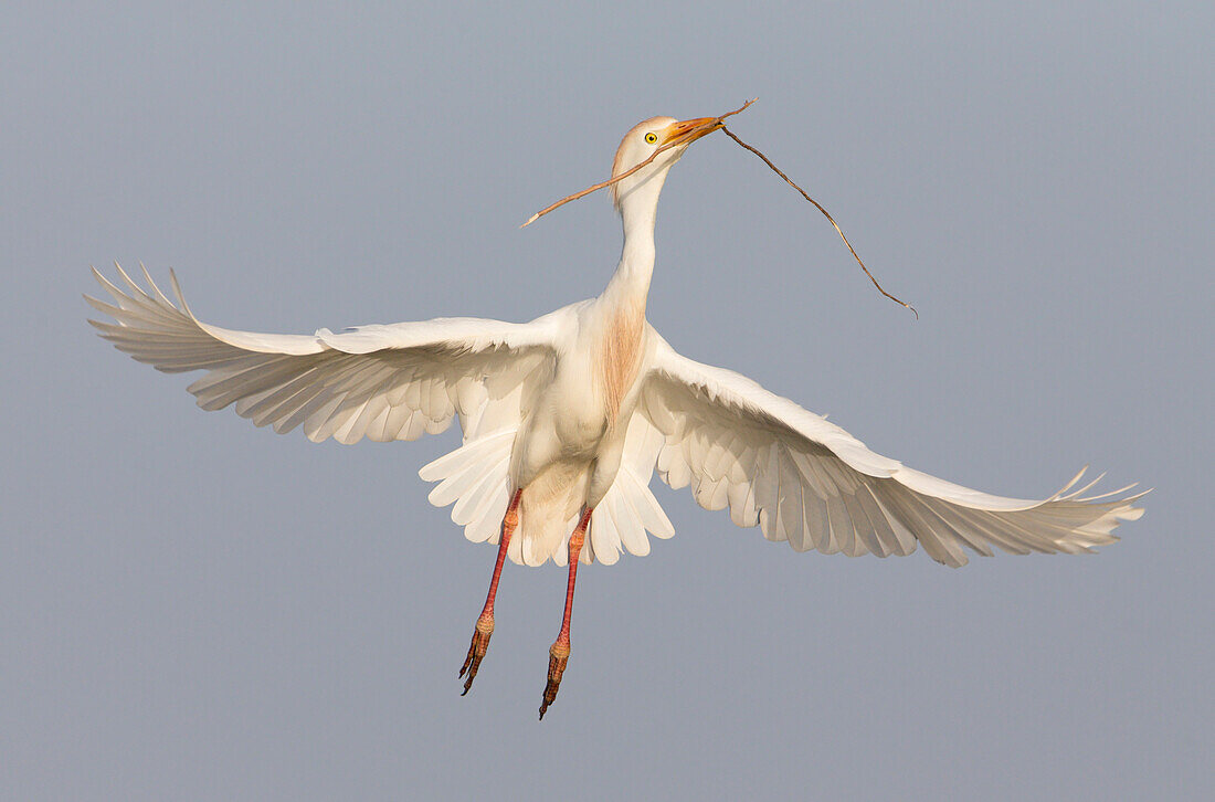 Cattle Egret (Bubulcus ibis) female flying with nesting material, Florida