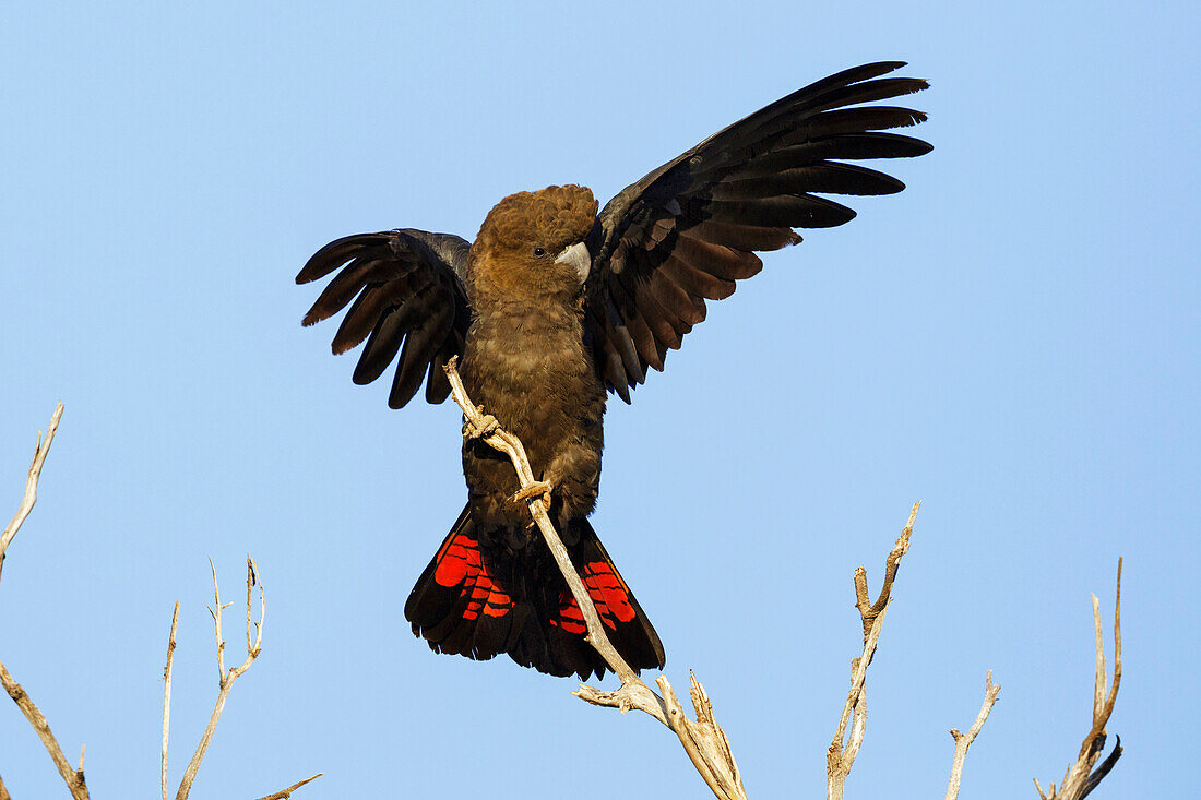 Glossy Black-Cockatoo (Calyptorhynchus lathami) male spreading wings, Kangaroo Island, South Australia, Australia