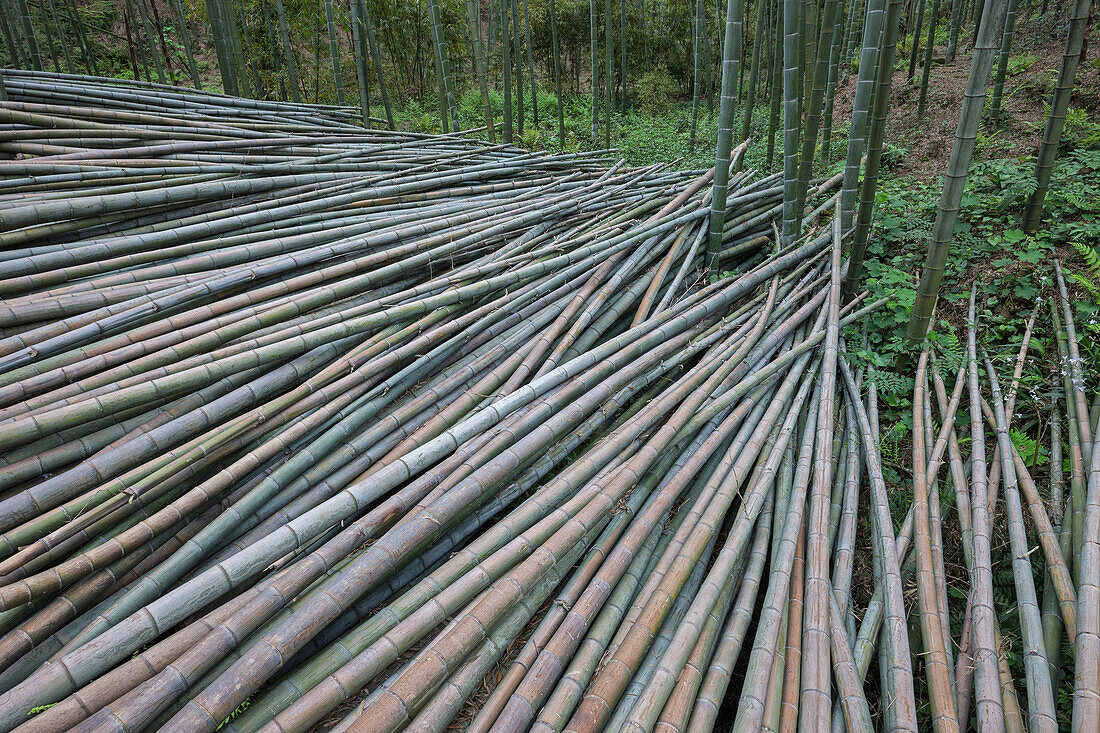 Moso Bamboo (Phyllostachys heterocycla) cut for various uses, Shunan Zhuhai National Park, Sichuan, China