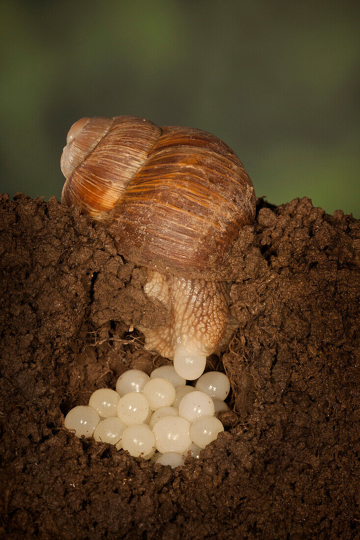 Edible Snail (Helix pomatia) laying eggs, Germany