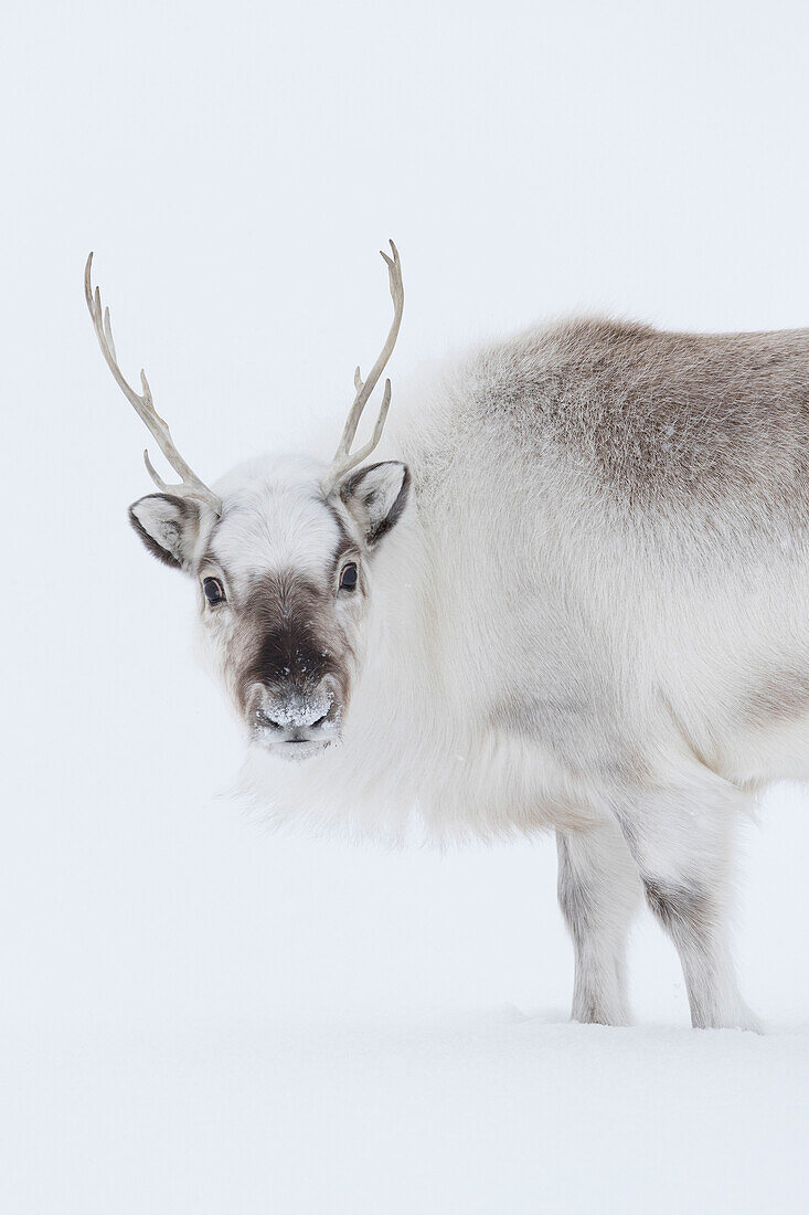 Svalbard Reindeer (Rangifer tarandus platyrhynchus) male in winter, Svalbard, Spitsbergen, Norway