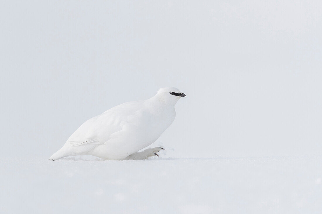 Rock Ptarmigan (Lagopus muta) in winter, Svalbard, Spitsbergen, Norway