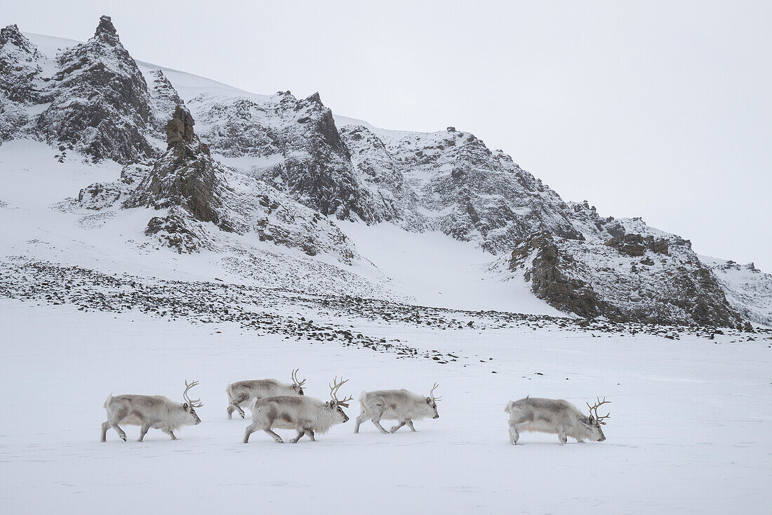 Svalbard Reindeer (Rangifer tarandus platyrhynchus) males in winter, Svalbard, Spitsbergen, Norway