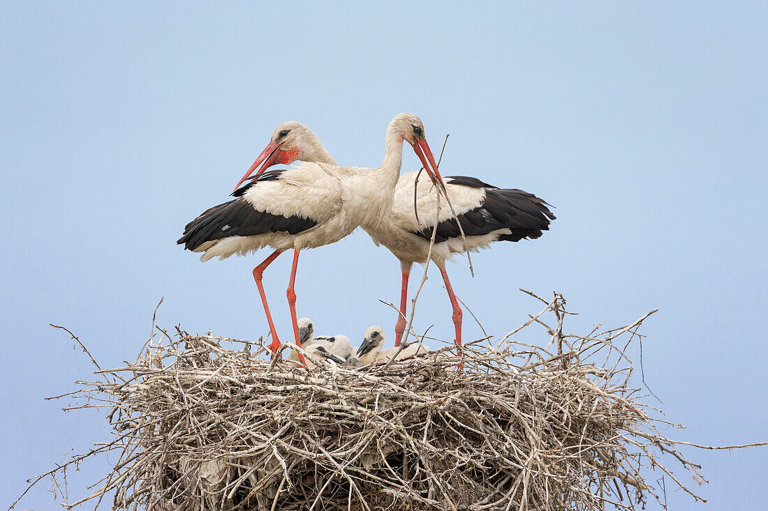 White Stork (Ciconia ciconia) parents with chicks on nest, Danube Delta, Romania