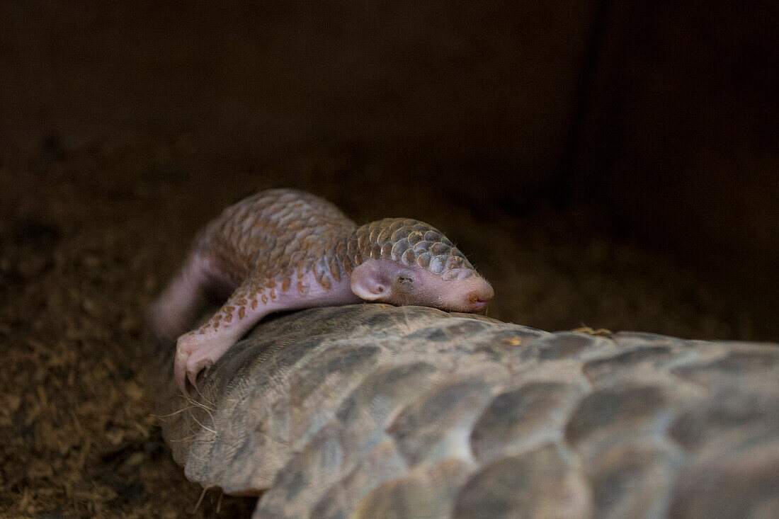 Chinese Pangolin (Manis pentadactyla) two week old baby clinging to mother, both were rescued from poachers, Taipei Zoo, Taipei, Taiwan