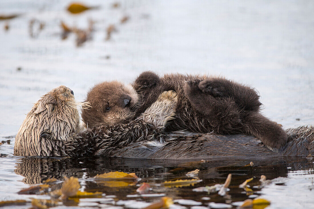 Sea Otter (Enhydra lutris) mother and six day old newborn pup, Monterey Bay, California