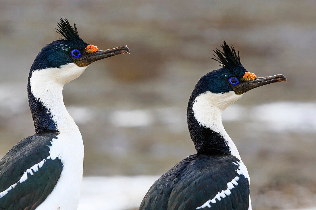 Blue-eyed Cormorant (Phalacrocorax atriceps) pair, Sea Lion Island, Falkland Islands