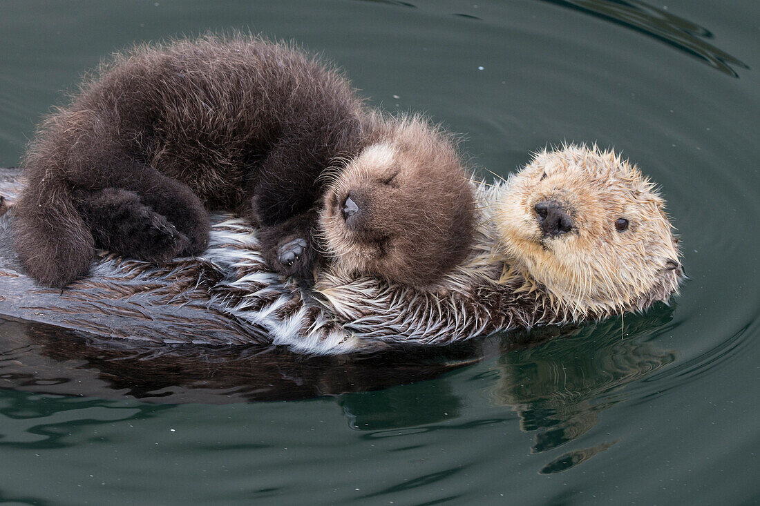 Sea Otter (Enhydra lutris) mother with three day old newborn pup, Monterey Bay, California