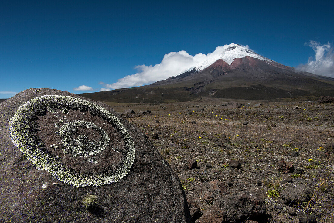 Lichen on rock near volcano, Cotopaxi Volcano, Cotopaxi National Park, Andes, Ecuador