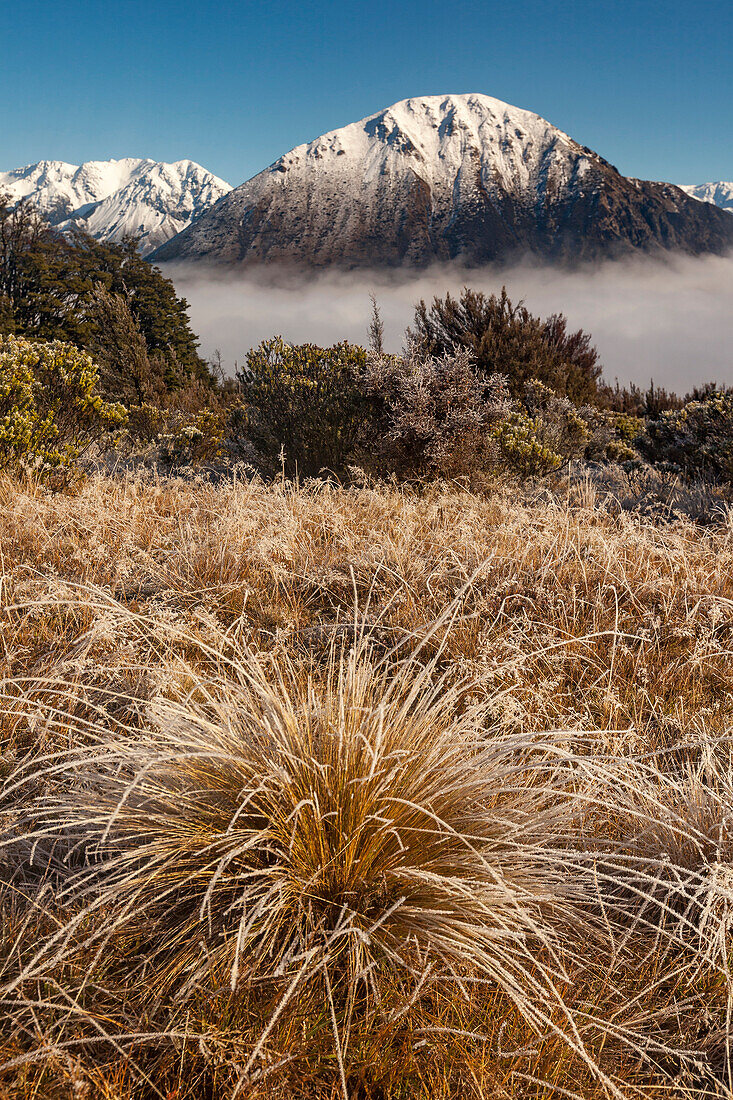 Frosted tussock grass, Waimakariri River, Mount Cass, Canterbury, South Island, New Zealand