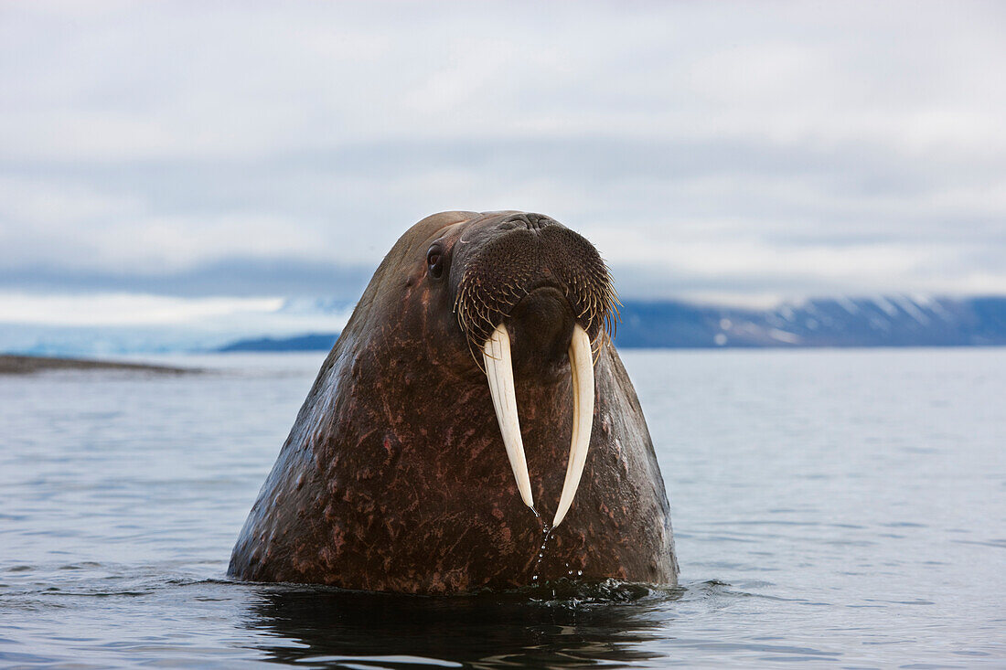 Walrus (Odobenus rosmarus) at surface, Svalbard, Norway