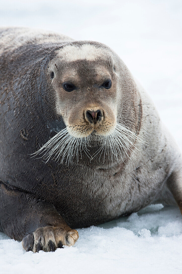 Bearded Seal (Erignathus barbatus) on ice floe, Svalbard, Norway