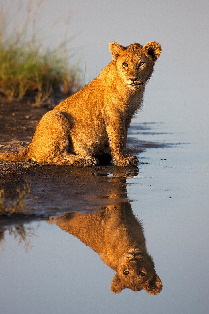 African Lion (Panthera leo) cub at waterhole, Ngorongoro Conservation Area, Tanzania