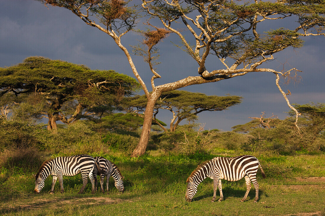 Burchell's Zebra (Equus burchellii) trio grazing, Ngorongoro Conservation Area, Tanzania