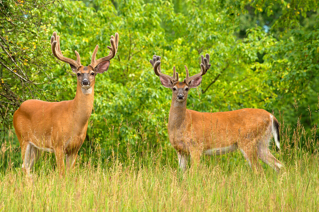 White-tailed Deer (Odocoileus virginianus) bucks in velvet, North America