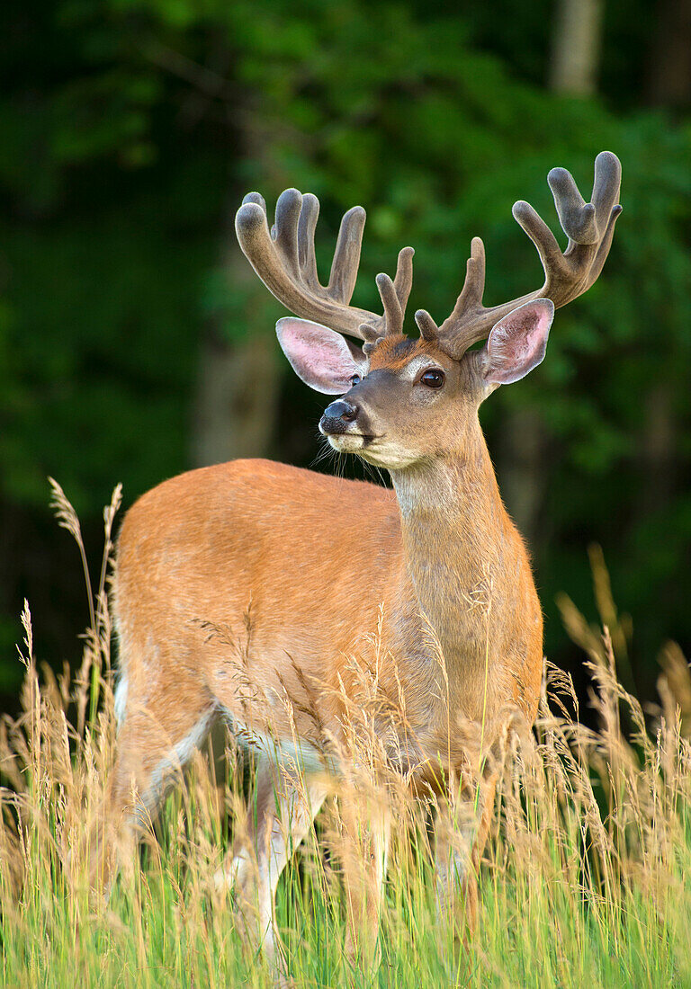 White-tailed Deer (Odocoileus virginianus) buck in velvet, North America