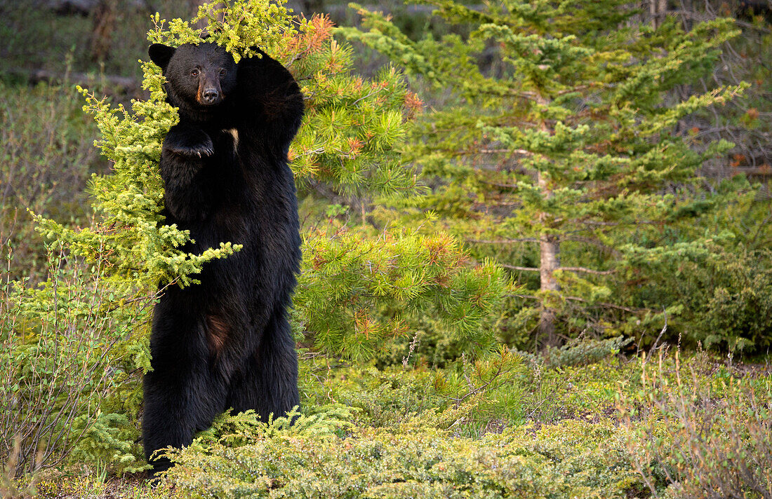 Black Bear (Ursus americanus) male scent-marking, North America