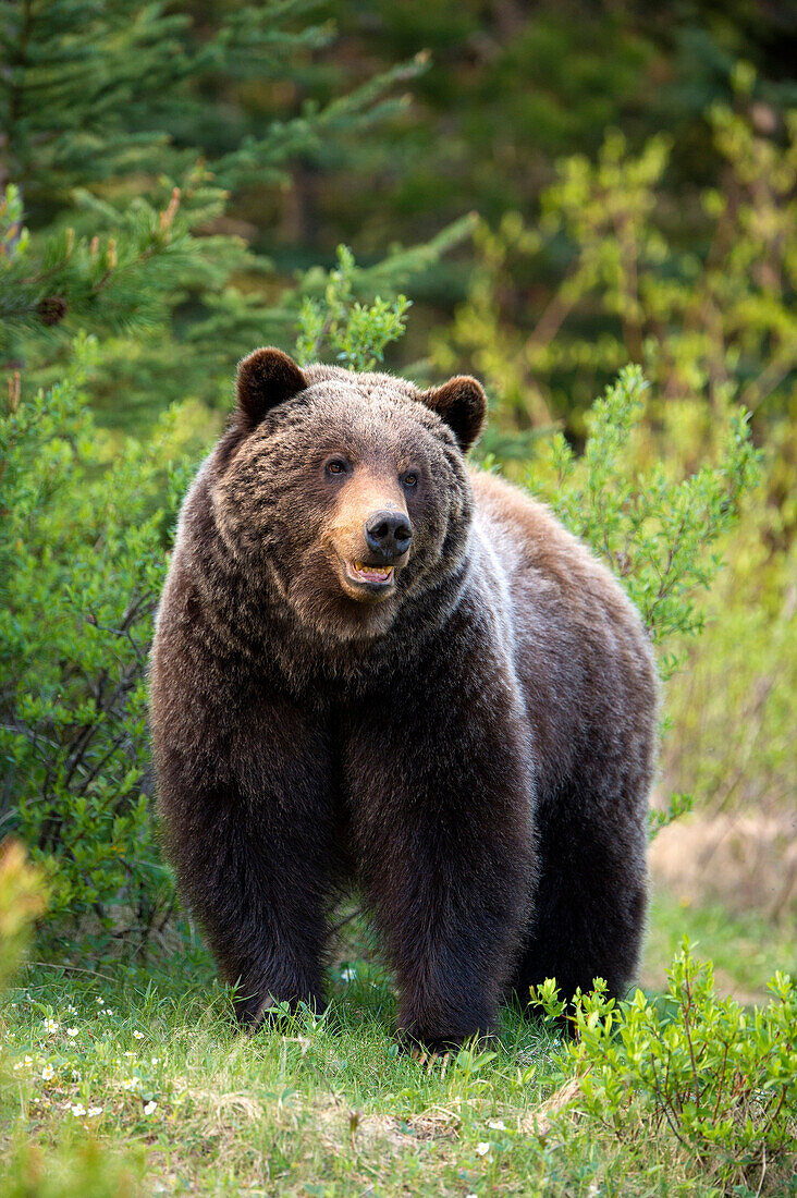 Grizzly Bear (Ursus arctos horribilis), North America