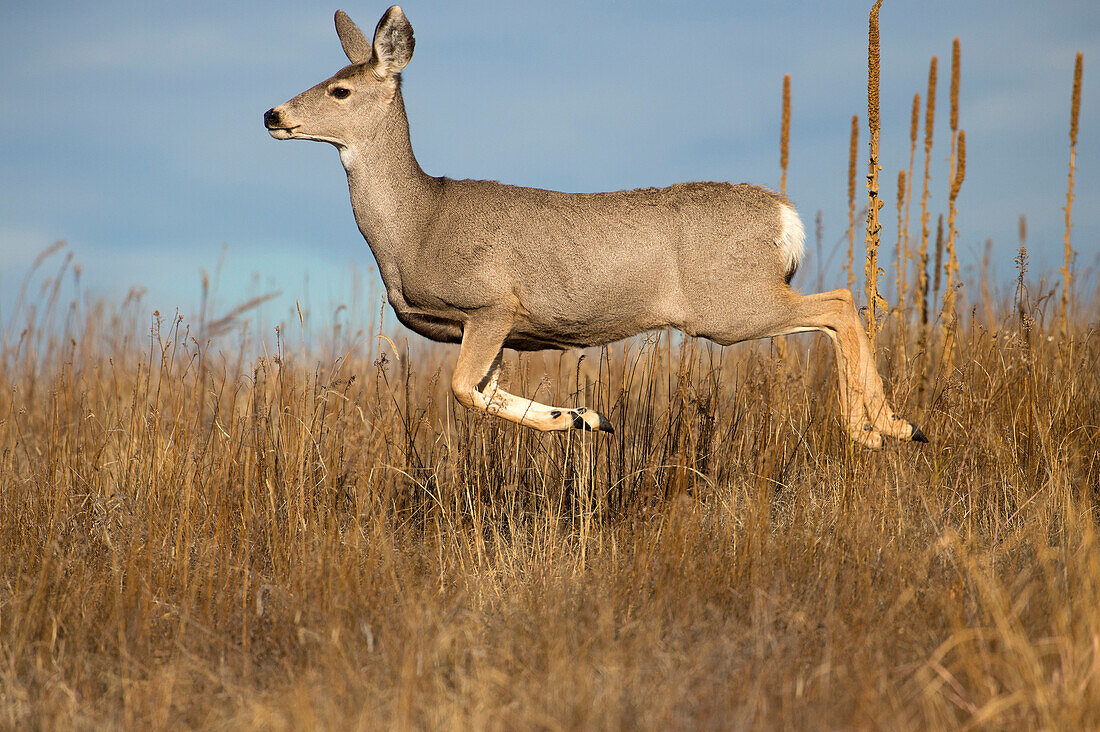 Mule Deer (Odocoileus hemionus) doe jumping, North America