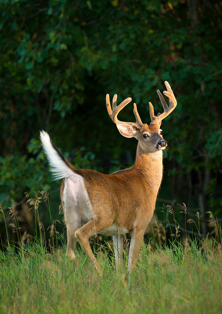 White-tailed Deer (Odocoileus virginianus) buck in defensive posture, North America