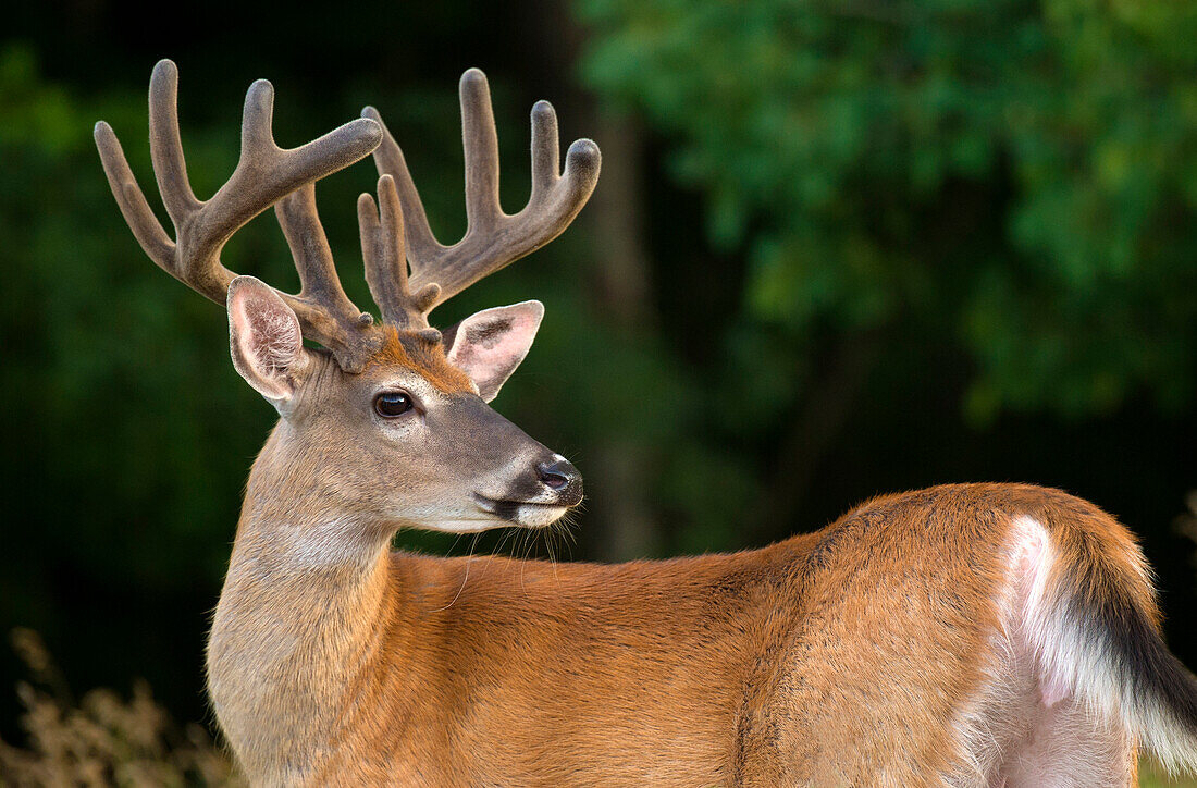 White-tailed Deer (Odocoileus virginianus) buck in velvet, North America