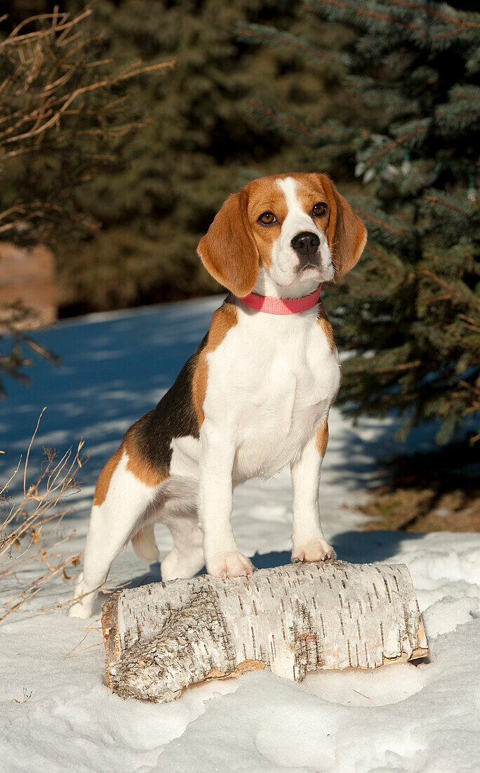 Beagle (Canis familiaris) in snow