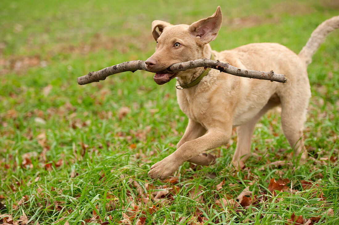 Chesapeake Bay Retriever (Canis familiaris) puppy playing with a stick