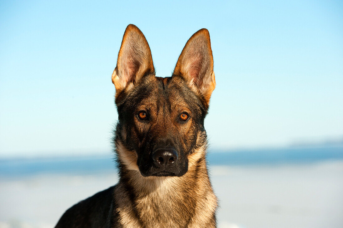 German Shepherd (Canis familiaris)